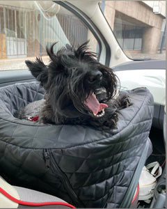 Scottish Terrier in dog car seat