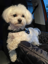 Load image into Gallery viewer, Maltese in dog carseat